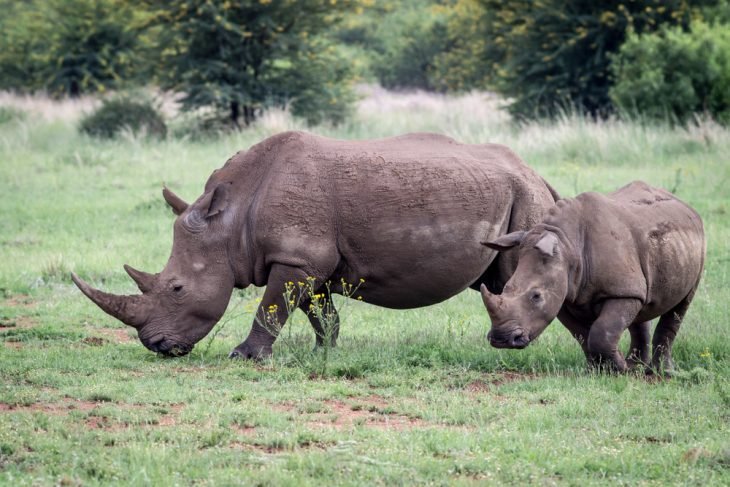 south-africa-johannesburg-attractions-pilanesberg-national-park-white-rhinos